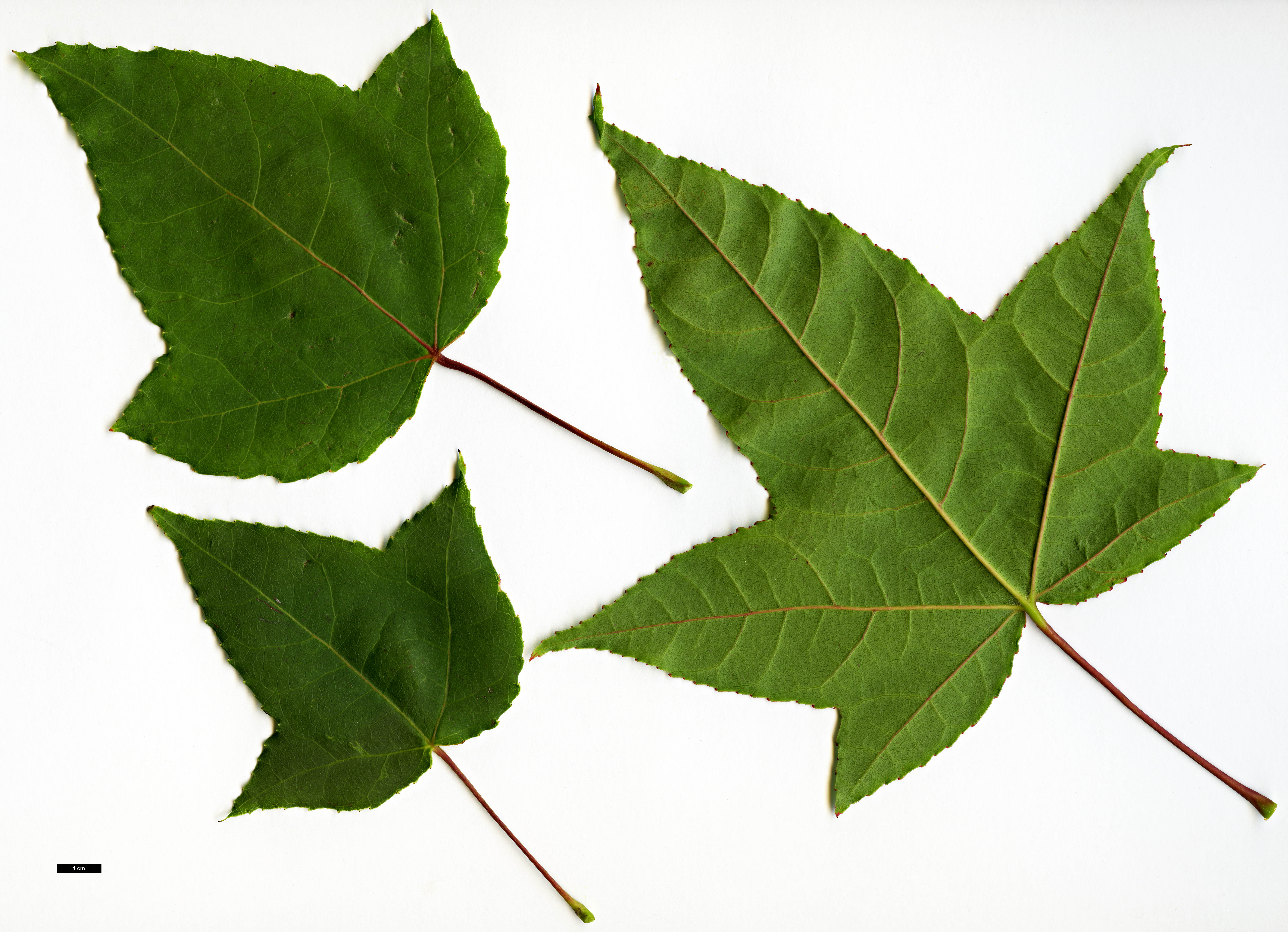 High resolution image: Family: Altingiaceae - Genus: Liquidambar - Taxon: formosana - SpeciesSub: Monticola Group